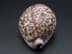 Bild von Tigermuschel Kauri, Dekoration, 7,3 cm lang